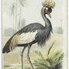 The Crowned Crane.