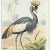 The Crowned Crane.