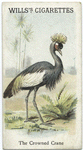 The Crowned Crane.