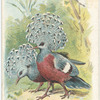 The Crowned Pigeons.