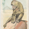 The Cynocephalus.