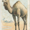 The Dromedary.