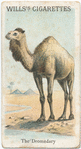 The Dromedary.