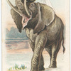 The Elephant.