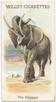 The Elephant.