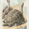 The Elephant Turtle.
