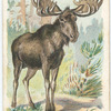 The Elk.