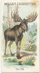 The Elk.