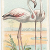 The Flamingo.