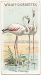The Flamingo.