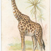 The Giraffe.