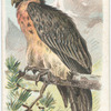 The Griffin.