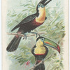 The Hornbill.