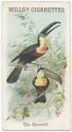 The Hornbill.