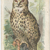 The Horned Owl.