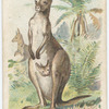 The Kangaroo.