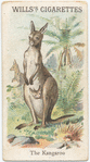 The Kangaroo.