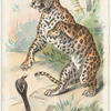 The Leopard.