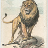 The Lion.