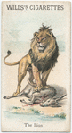 The Lion.