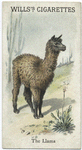 The Llama.