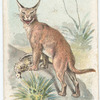 The Lynx.