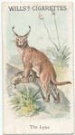 The Lynx.