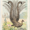 The Lyre Bird.