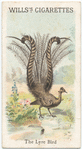 The Lyre Bird.