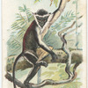 The Monkey.
