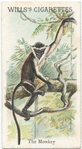 The Monkey.