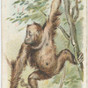 The Orang Outang.