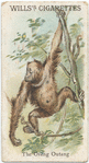 The Orang Outang.