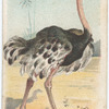 The Ostrich.