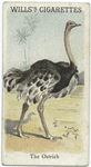 The Ostrich.