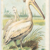 The Pelican.
