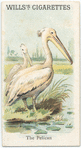 The Pelican.