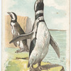 The Penguin.