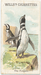 The Penguin.