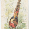 The Pheasant.