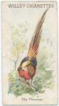 The Pheasant.