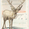 The Reindeer.