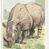 The Rhinoceros.