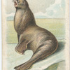 The Seal.