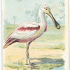 The Spoonbill.