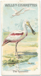 The Spoonbill.