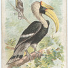 The Toucan.