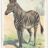 The Zebra.