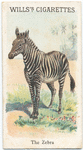 The Zebra.