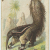 The Ant-Eater.